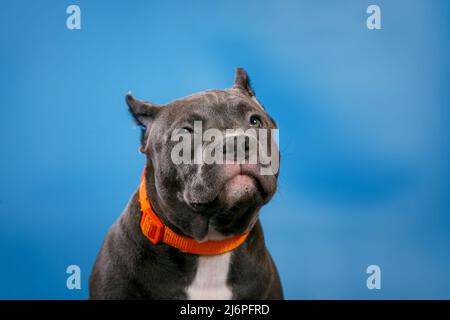 Grey American Pit Bull Terrier Studio Nahaufnahme Porträt isoliert auf blauem Hintergrund Stockfoto