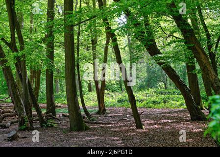 Ein dichtes Waldgebiet im Frühling in der Nähe von West Horsley, Surrey Hills England Stockfoto