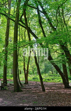 Ein dichtes Waldgebiet im Frühling in der Nähe von West Horsley, Surrey Hills England Stockfoto