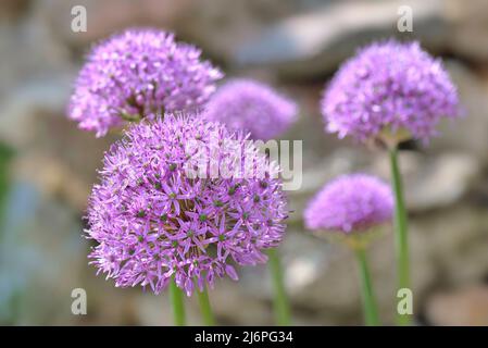 Nahaufnahme der rosa runden Blume des Zierknoblauchs, die im Garten blomt Stockfoto