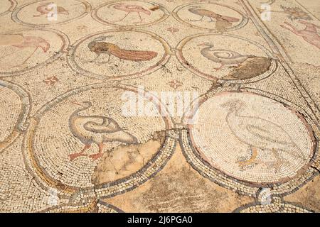 Vogelmosaik, antiker byzantinischer Palastmosaikboden in Caesarea, Israel Stockfoto