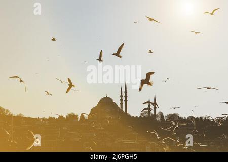 Istanbul Silhouette und Möwen bei Sonnenuntergang, Suleymaniye Moschee, Türkei Stockfoto