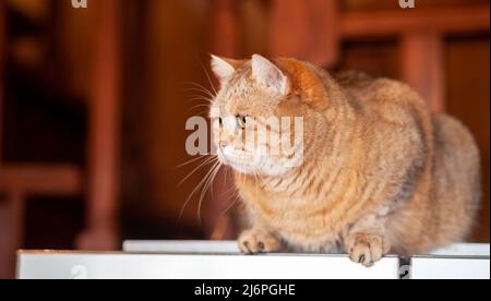 Katze auf dem Kühlschrank unten, die Katze schaut vom Abend herunter, die gestreifte Katze kletterte nach oben. Lustige schöne gestreifte Katze mit großen Augen Stockfoto