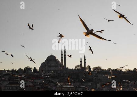 Istanbul Silhouette und Möwen bei Sonnenuntergang, Suleymaniye Moschee, Türkei Stockfoto