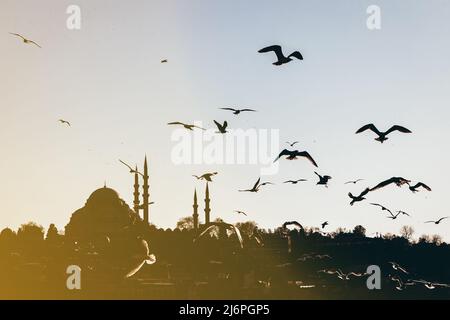 Istanbul Silhouette und Möwen bei Sonnenuntergang, Suleymaniye Moschee, Türkei Stockfoto