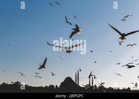 Istanbul Silhouette und Möwen bei Sonnenuntergang, Suleymaniye Moschee, Türkei Stockfoto