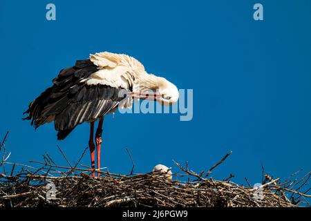 Der Storch reinigt sein Gefieder im Nest Stockfoto