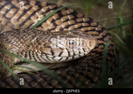 Porträt einer indischen Rattenschlange Stockfoto