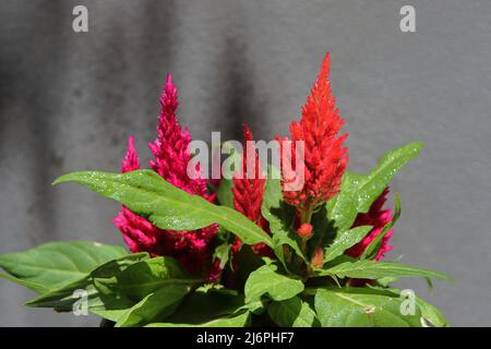 Celosia. Pflanze tropischen Ursprungs der Familie Amaranthaceae Stockfoto