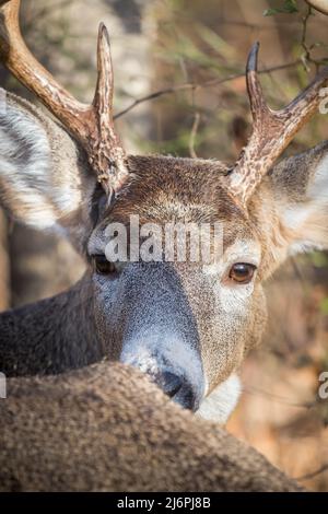 8-Punkt Whitetail Hirschbock Blick über die Schulter mit der Sonne scheint auf ihn Stockfoto