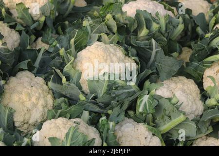 Schöne frische Blumenkohl grüne Nahrung isoliert, Bio im Garten natürliche Lebensmittel Gemüsebereich auf dem Hintergrund. Stockfoto