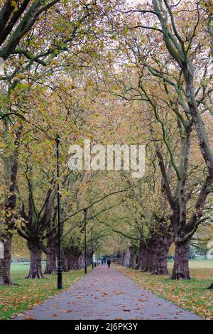 Herbstansicht des von Bäumen gesäumten Fußweges auf dem Jesus Green Cambridge England Stockfoto