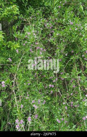 Chinesische Wolfbeere, Himalaya-Goji, Gemeiner Bocksdorn, gewöhnlicher Bocksdorn, Lycium barbarbarum, Ördögcérna, Ungarn, Europa Stockfoto