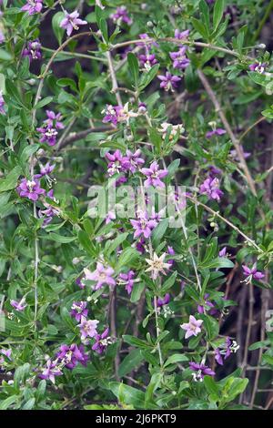 Chinesische Wolfbeere, Himalaya-Goji, Gemeiner Bocksdorn, gewöhnlicher Bocksdorn, Lycium barbarbarum, Ördögcérna, Ungarn, Europa Stockfoto