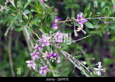 Chinesische Wolfbeere, Himalaya-Goji, Gemeiner Bocksdorn, gewöhnlicher Bocksdorn, Lycium barbarbarum, Ördögcérna, Ungarn, Europa Stockfoto