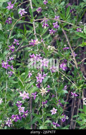 Chinesische Wolfbeere, Himalaya-Goji, Gemeiner Bocksdorn, gewöhnlicher Bocksdorn, Lycium barbarbarum, Ördögcérna, Ungarn, Europa Stockfoto