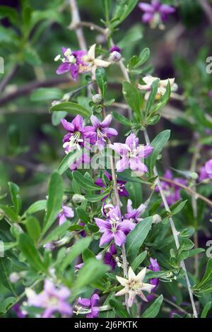 Chinesische Wolfbeere, Himalaya-Goji, Gemeiner Bocksdorn, gewöhnlicher Bocksdorn, Lycium barbarbarum, Ördögcérna, Ungarn, Europa Stockfoto