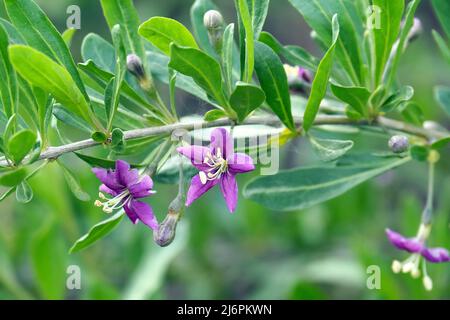 Chinesische Wolfbeere, Himalaya-Goji, Gemeiner Bocksdorn, gewöhnlicher Bocksdorn, Lycium barbarbarum, Ördögcérna, Ungarn, Europa Stockfoto