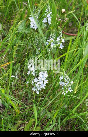 Prostrate Speedwell, Rock Speedwell, Véronique Couchée, Veronica prostrata, lecsepült veronika, Ungarn, Europa Stockfoto