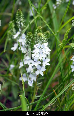 Prostrate Speedwell, Rock Speedwell, Véronique Couchée, Veronica prostrata, lecsepült veronika, Ungarn, Europa Stockfoto