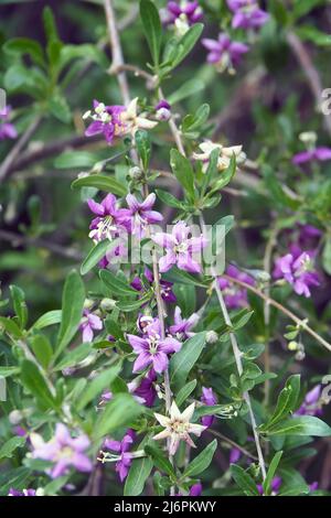 Chinesische Wolfbeere, Himalaya-Goji, Gemeiner Bocksdorn, gewöhnlicher Bocksdorn, Lycium barbarbarum, Ördögcérna, Ungarn, Europa Stockfoto