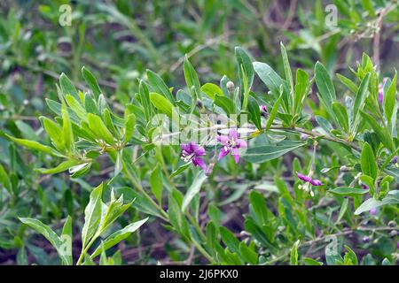 Chinesische Wolfbeere, Himalaya-Goji, Gemeiner Bocksdorn, gewöhnlicher Bocksdorn, Lycium barbarbarum, Ördögcérna, Ungarn, Europa Stockfoto