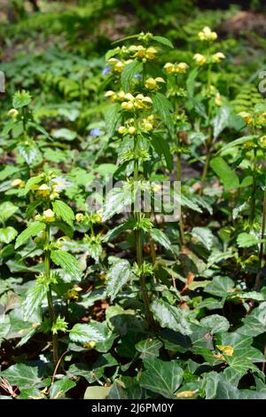 Gelber Erzengel, Artillerieranlage, Aluminiumanlage, Gelbe Wieselschnauze, Gewöhnliche Goldnessel, Lamium galeobdolon, erdei sárgaárvacsalán, Ungarn Stockfoto