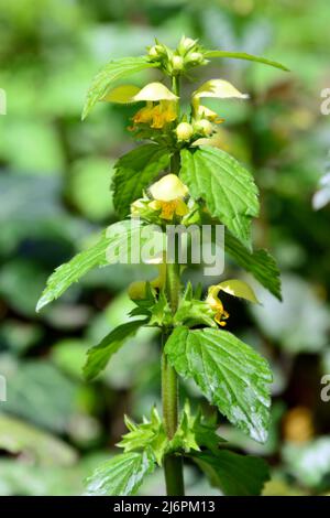 Gelber Erzengel, Artillerieranlage, Aluminiumanlage, Gelbe Wieselschnauze, Gewöhnliche Goldnessel, Lamium galeobdolon, erdei sárgaárvacsalán, Ungarn Stockfoto