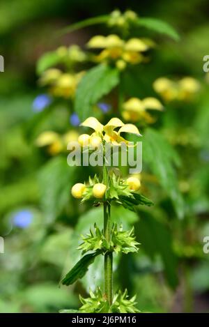 Gelber Erzengel, Artillerieranlage, Aluminiumanlage, Gelbe Wieselschnauze, Gewöhnliche Goldnessel, Lamium galeobdolon, erdei sárgaárvacsalán, Ungarn Stockfoto