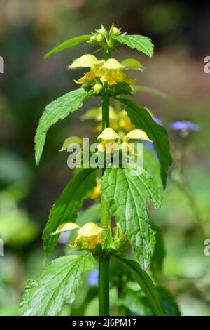 Gelber Erzengel, Artillerieranlage, Aluminiumanlage, Gelbe Wieselschnauze, Gewöhnliche Goldnessel, Lamium galeobdolon, erdei sárgaárvacsalán, Ungarn Stockfoto