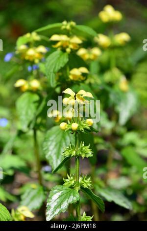 Gelber Erzengel, Artillerieranlage, Aluminiumanlage, Gelbe Wieselschnauze, Gewöhnliche Goldnessel, Lamium galeobdolon, erdei sárgaárvacsalán, Ungarn Stockfoto