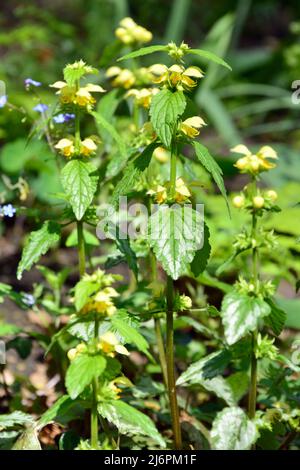 Gelber Erzengel, Artillerieranlage, Aluminiumanlage, Gelbe Wieselschnauze, Gewöhnliche Goldnessel, Lamium galeobdolon, erdei sárgaárvacsalán, Ungarn Stockfoto