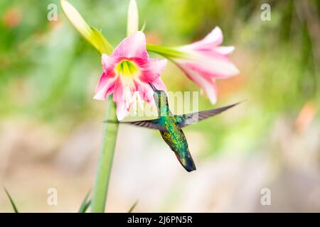 Grüner, schwarzkehliger Mango, Anthracothorax nigricollis, der von der Kamera wegfliegt, um sich bei natürlichem Licht von der rosa und weißen Amaryllis-Blume zu ernähren. Stockfoto