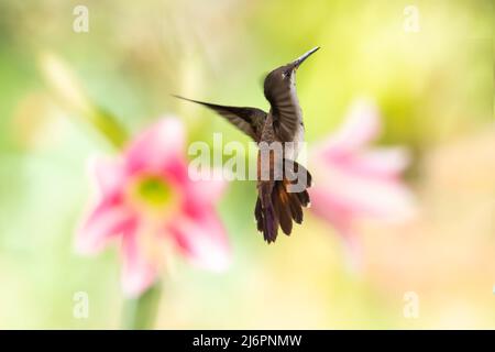 Malerische, pastellfarbene Szene eines Ruby Topaz Kolibris, Chrysolampis mosquitus, schwebend im Flug mit rosa und weißen Amaryllis Blume verschwommen Stockfoto