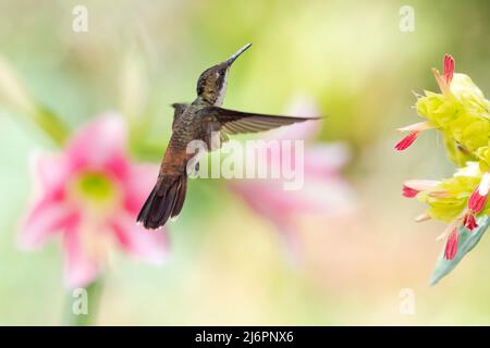 Malerische, pastellfarbene Szene eines Ruby Topaz Kolibris, Chrysolampis mosquitus, schwebend im Flug mit rosa und weißen Amaryllis Blume verschwommen Stockfoto