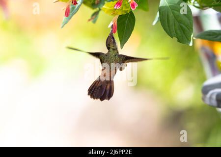 Malerische, pastellfarbene Szene eines Ruby Topaz Kolibris, Chrysolampis mosquitus, der sich auf einem verträumten Foto von einer grünen und rosa Garnelenpflanze ernährt Stockfoto