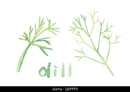 Dill. Aquarell-Haufen von frischen Bio-Gartenkräutern. Grünblatt wächst vom Boden. Set von verschiedenen Kochen Gewürze Illustration. Handzeichnung Küche Pflanze Banner Stockfoto