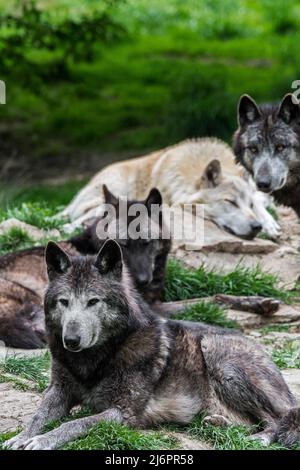 Pack von schwarz-weißen Wölfen aus dem Nordwesten / Wolf im Mackenzie Valley / Kanadier / Alaskan-Holzwölfe (Canis lupus occidentalis), die im Wald ruhen Stockfoto