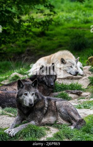 Pack von schwarz-weißen Wölfen aus dem Nordwesten / Wolf im Mackenzie Valley / Kanadier / Alaskan-Holzwölfe (Canis lupus occidentalis), die im Wald ruhen Stockfoto