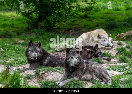 Pack von schwarz-weißen Wölfen aus dem Nordwesten / Wolf im Mackenzie Valley / Kanadier / Alaskan-Holzwölfe (Canis lupus occidentalis), die im Wald ruhen Stockfoto