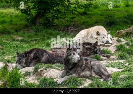 Pack von schwarz-weißen Wölfen aus dem Nordwesten / Wolf im Mackenzie Valley / Kanadier / Alaskan-Holzwölfe (Canis lupus occidentalis), die im Wald ruhen Stockfoto