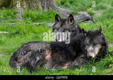 Zwei schwarze Wölfe aus dem Nordwesten / Mackenzie Valley Wolf / Alaskan / Kanadische Holzwölfe (Canis lupus occidentalis), die im Wald ruhen Stockfoto