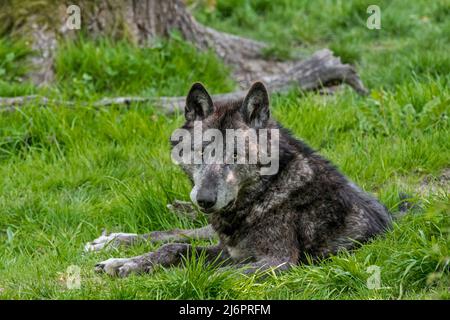 Schwarzer Nordwestwolf / Mackenzie Valley Wolf / Alaskischer Holzwolf / Kanadischer Holzwolf (Canis lupus occidentalis), größte Unterart des Grauwolf Stockfoto