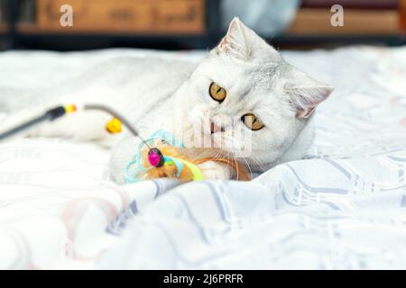Die Katze spielt mit einem Federstab. Britische weiße Hauskatze im Bett zu Hause. Stockfoto