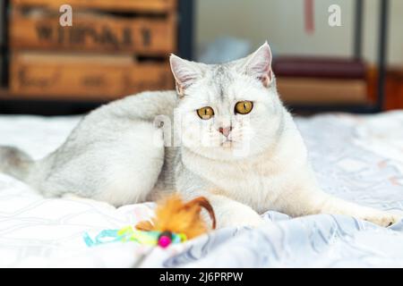 Die Katze spielt mit einem Federstab. Britische weiße Hauskatze im Bett zu Hause. Stockfoto
