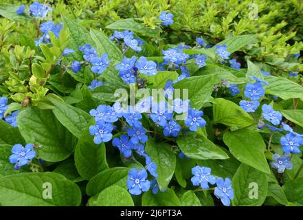 Eine sibirische Hochglanz-Pflanze (große Vergissmeinnicht, Largeleaf Brunnera oder Herzblatt) mit schönen blauen Blüten nach dem Regen. Stockfoto