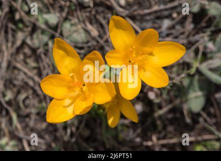 Blüten des Goldenen/Schneekrokus (Crocus chrysanthus) in ihrem natürlichen Lebensraum (SW-Türkei) Stockfoto