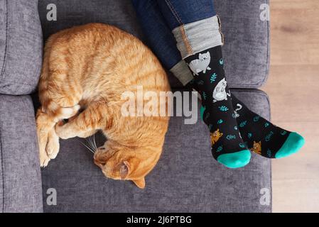 Katze neben Frauenfüßen mit Socken auf einem Sofa Stockfoto