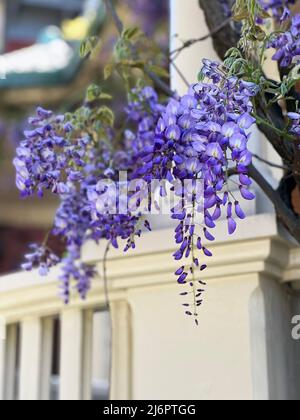 Wunderschöne blühende blaue Wisteria-Blumen im Frühling in Savannah, Georgia, USA, einem langsamen Reiseziel im Südosten der USA. Stockfoto