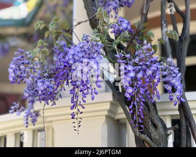 Wunderschöne blühende blaue Wisteria-Blumen im Frühling in Savannah, Georgia, USA, einem langsamen Reiseziel im Südosten der USA. Stockfoto